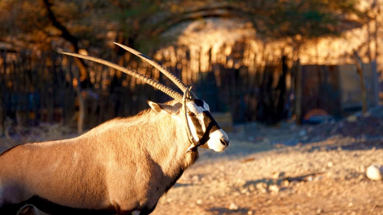 Agama Lodge Solitaire Kültér fotó